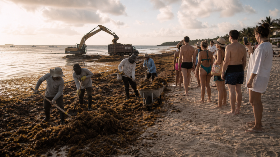 Trabajadores retiran sargazo de una playa del Caribe mexicano mientras turistas observan desde la orilla.
