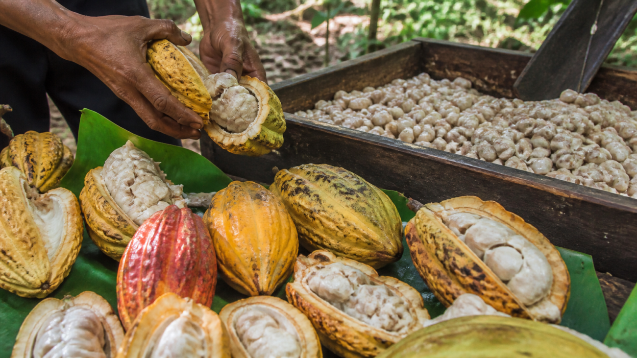 Mazorcas de cacao abiertas con semillas sobre una mesa de madera junto a una parcela tropical mexicana